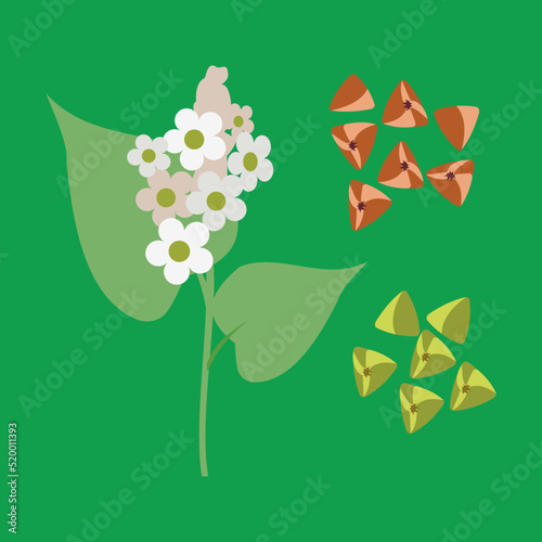 Flowering buckwheat, brown and green buckwheat