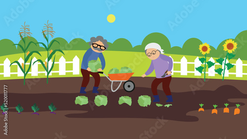 Two farmers picking cabbage in the garden