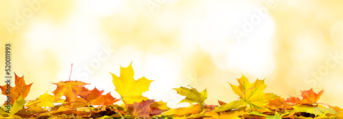 heap of autumn maple leaves. horizontal banner