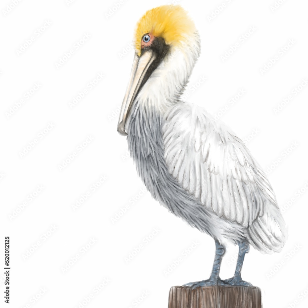 Pelican Pelican