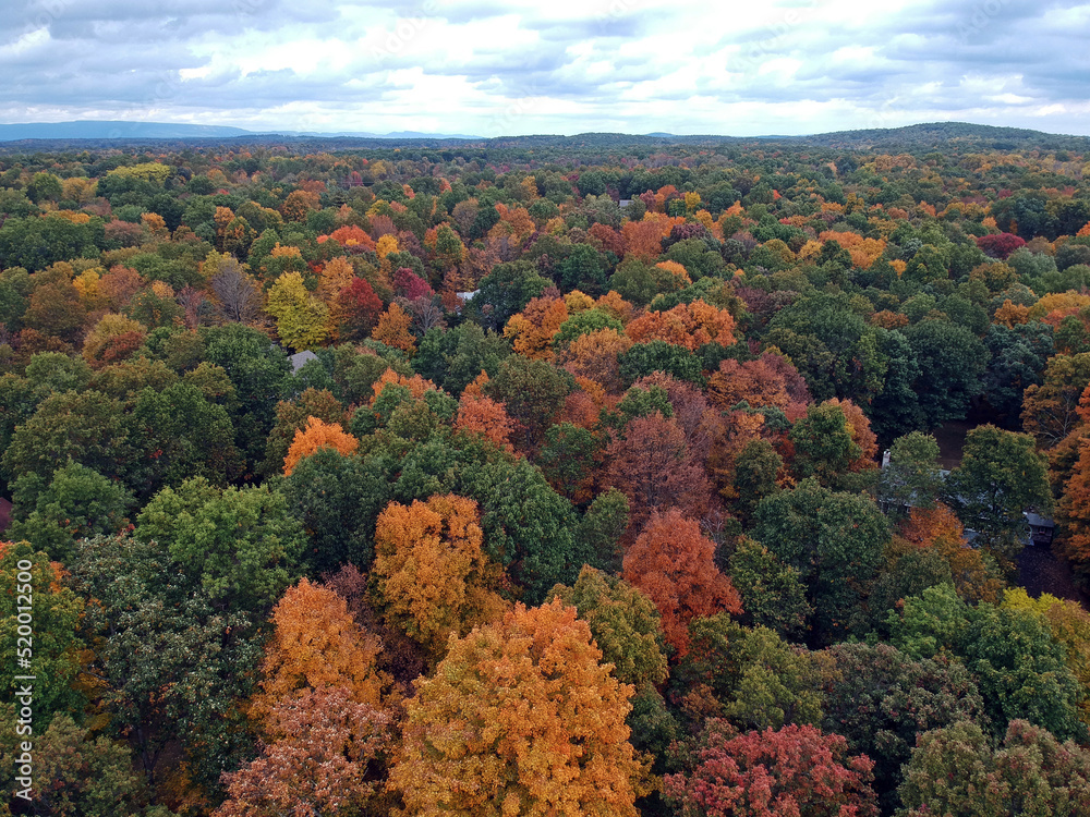 Aerial view of forest foliage