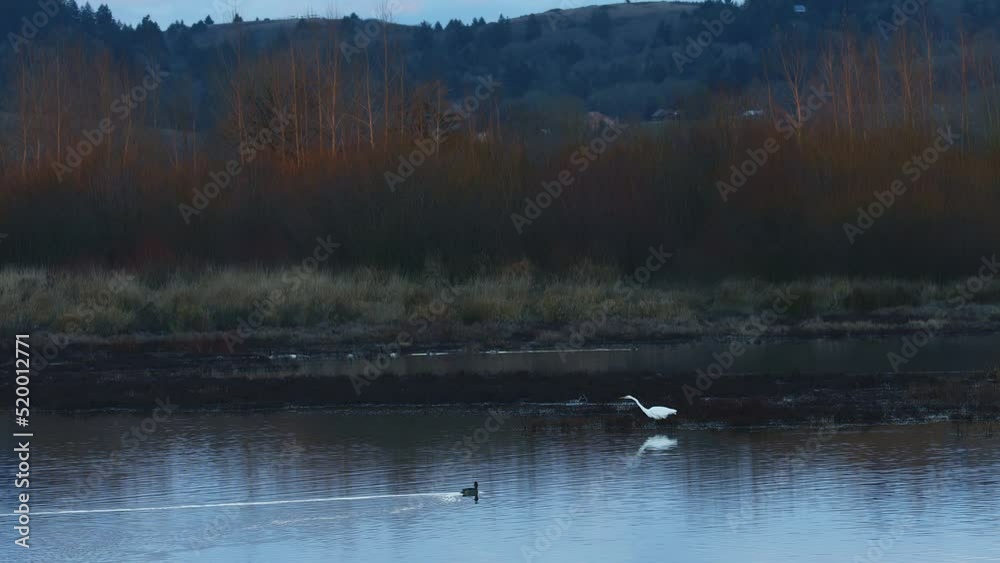 Great Egret hunting in the shallows Great Egret hunting in the shallows