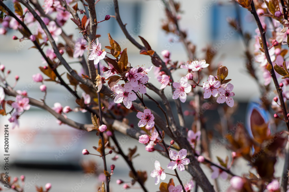 Canadian black plum Prunus nigra light pink flowers in bloom, beautiful flowering ornamental shrub with brown red leaves Canadian black plum Prunus nigra light pink flowers in bloom, beautiful flowering ornamental shrub with brown red leaves