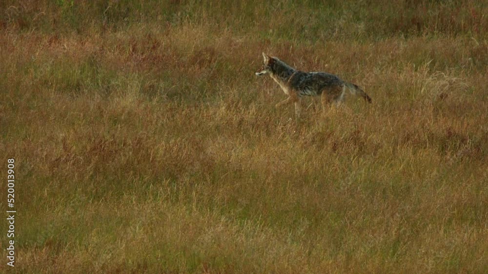 Coyote hunting in open field Coyote hunting in open field
