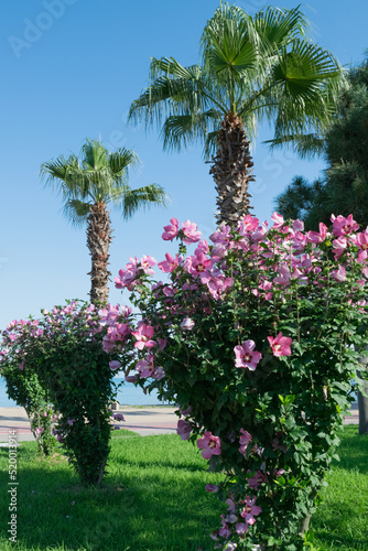 palm and flowers