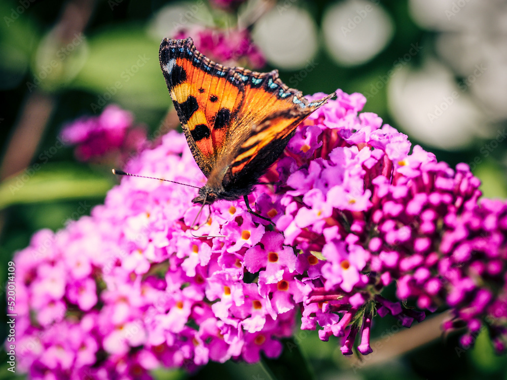 Naklejka premium Butterfly