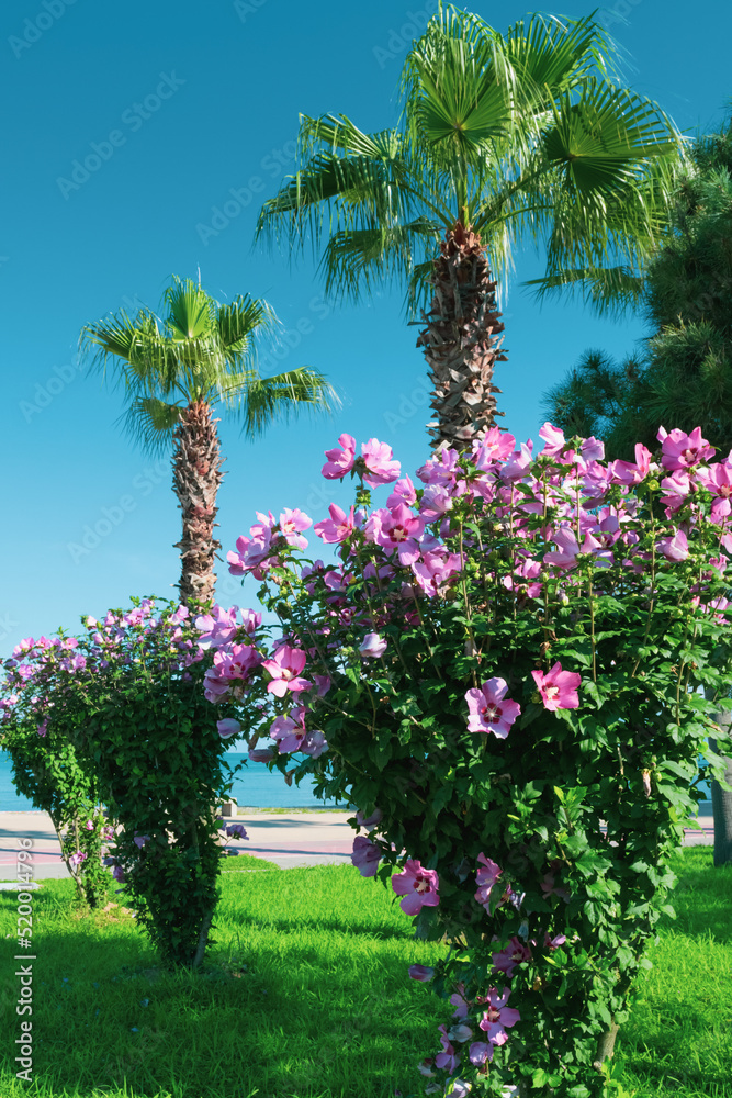 Obraz premium palm and flowers