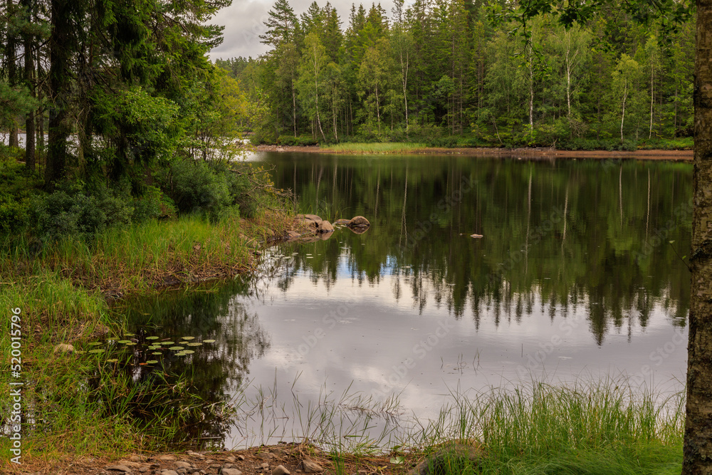 lake in the forest