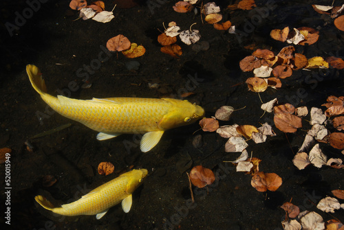 黄金色の鯉 