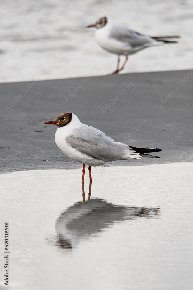 Great view on young black-headed gull standing in water and reflection in it Great view on young black-headed gull standing in water and reflection in it