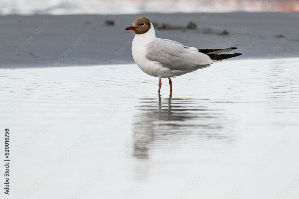 view on young black-headed gull standing in water and reflection in it view on young black-headed gull standing in water and reflection in it
