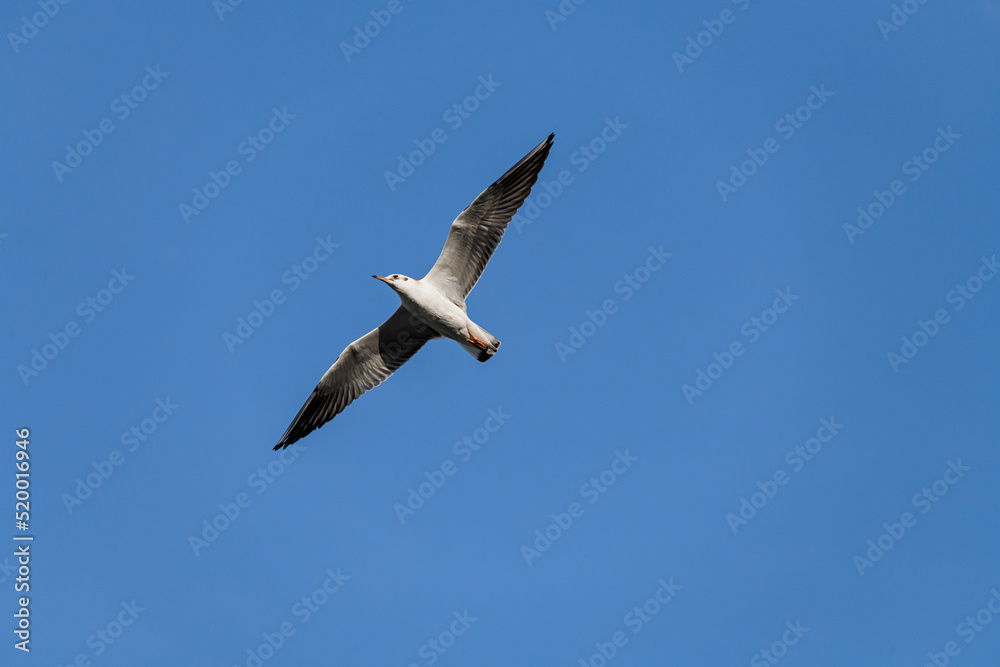 white seagull fly high in the clear blue sky. white seagull fly high in the clear blue sky.