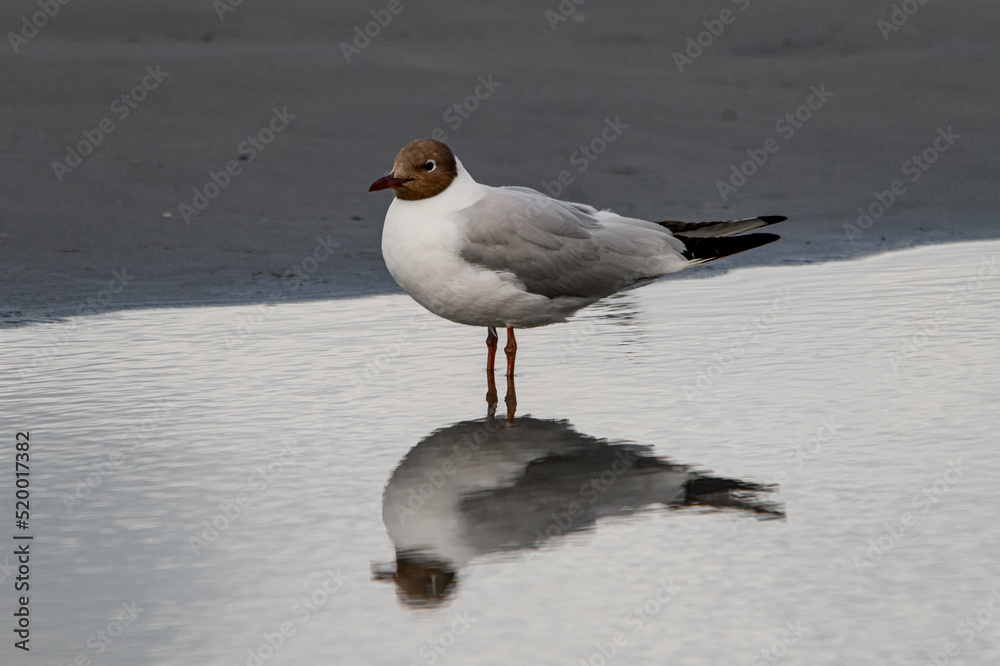 Wonderful view on young black-headed gull standing in water and reflection in it Wonderful view on young black-headed gull standing in water and reflection in it