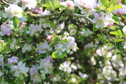 Apple tree in blossom  - blooming tree