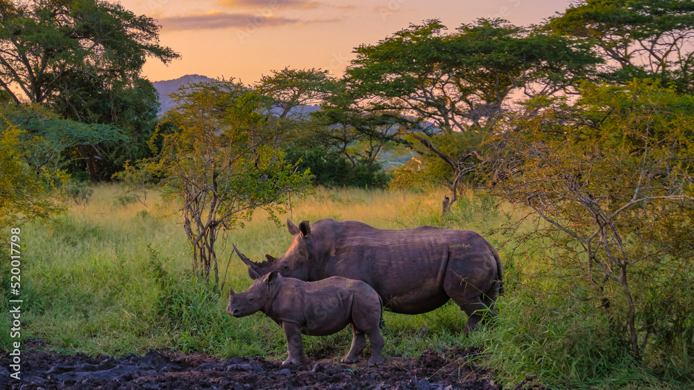 White Rhino in the bush of Family of the Blue Canyon Conservancy in South Africa near Kruger national park, White rhinoceros, Wild African White Rhino, South Africa - obrazy, fototapety, plakaty 
