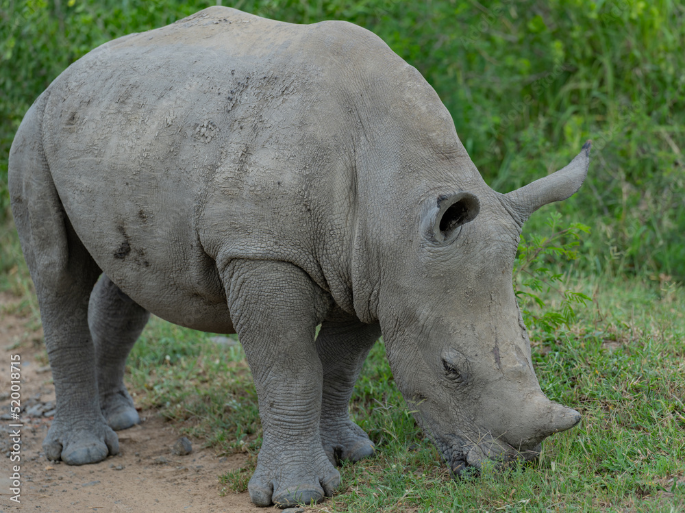 Obraz premium Nashorn Baby im Naturreservat Hluhluwe Nationalpark Südafrika