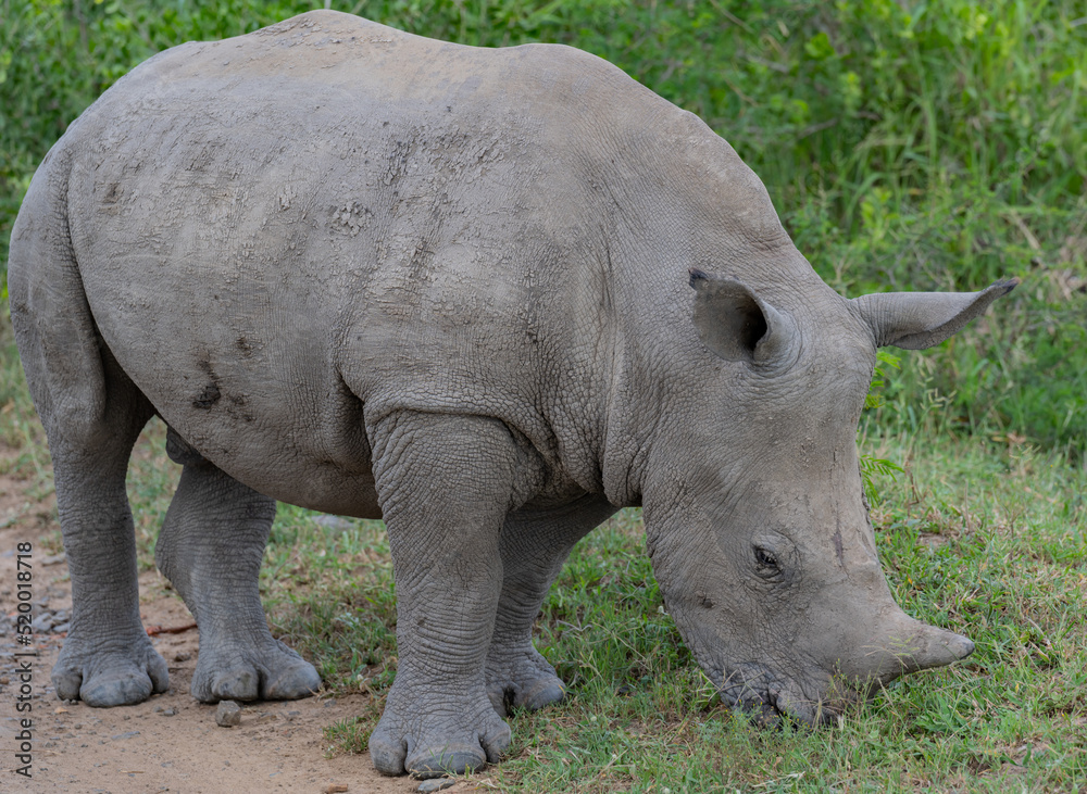 Nashorn im Naturreservat Hluhluwe Nationalpark Südafrika