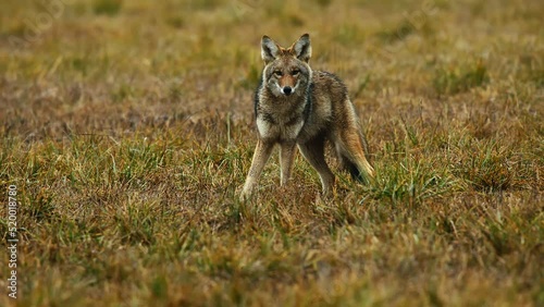 Coyote hunting in open field