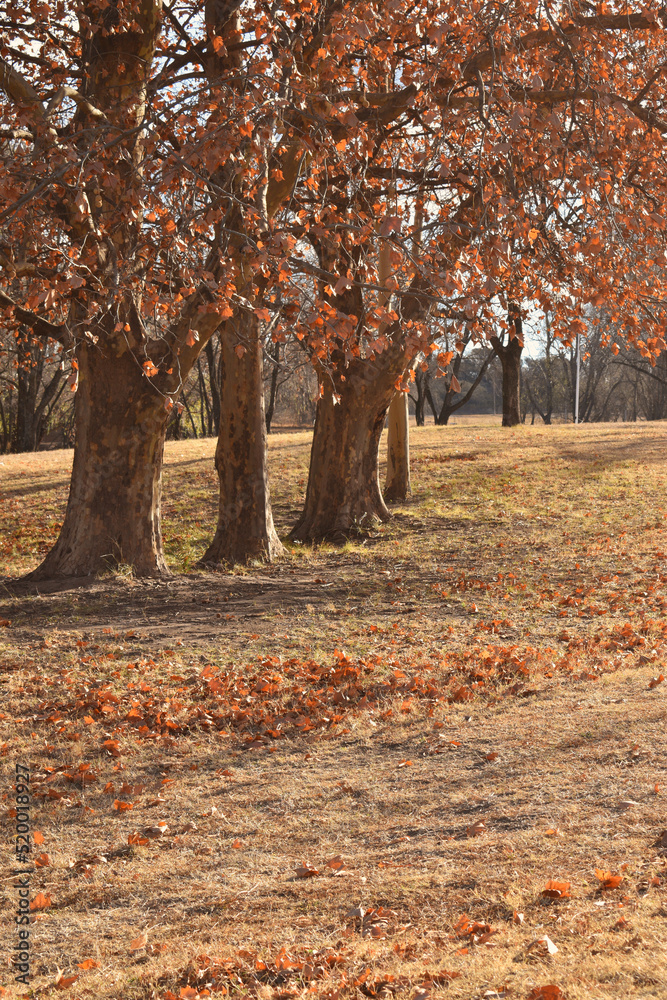 beautiful oak trees in autumn