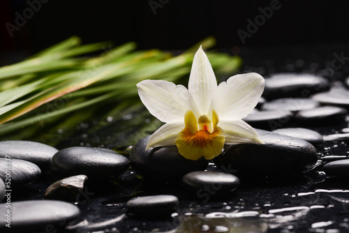 Still life of with  white orchid and green leaves with zen black stones on wet background 