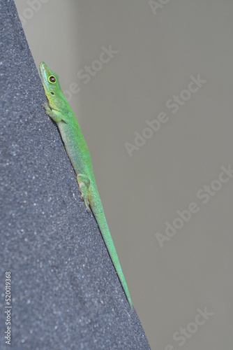 Gecko vert des seychelles