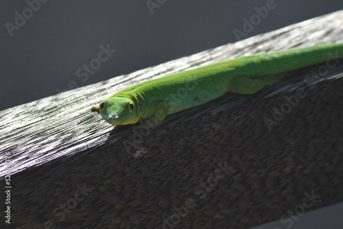 Gecko vert des seychelles