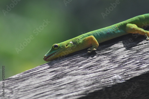 Gecko vert des seychelles