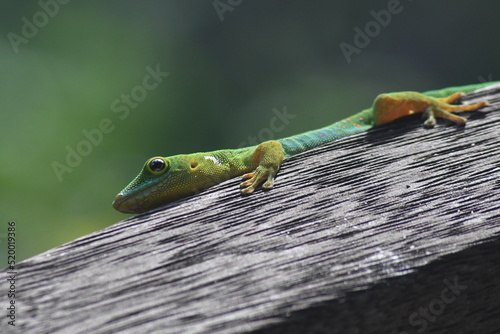 Gecko vert des seychelles