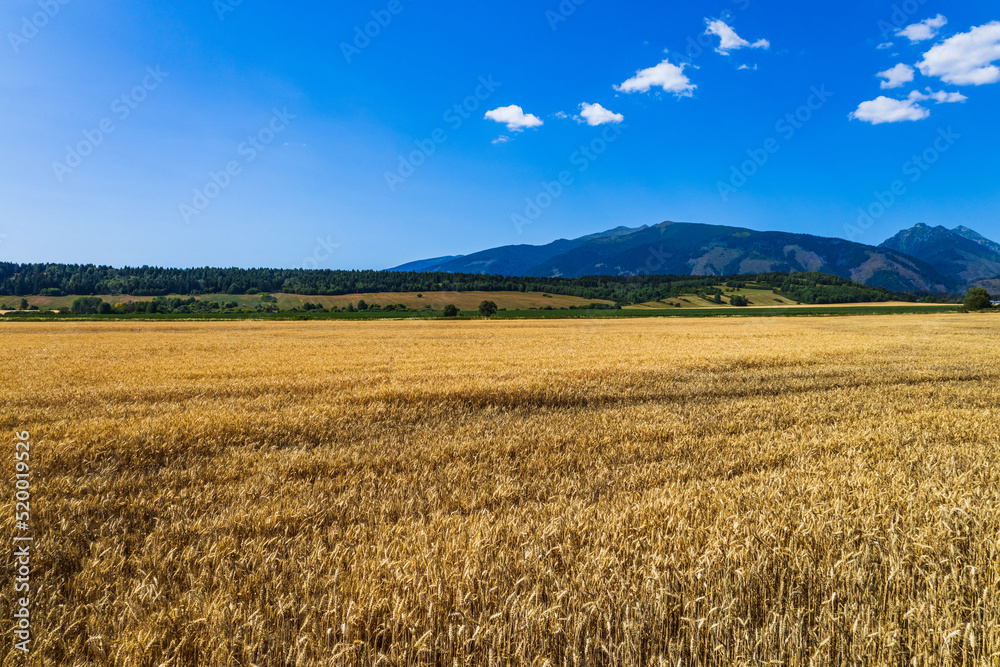 Ripening ears of meadow wheat field. Gold wheat field on mountains background