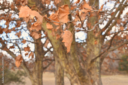 beautiful oak trees in autumn