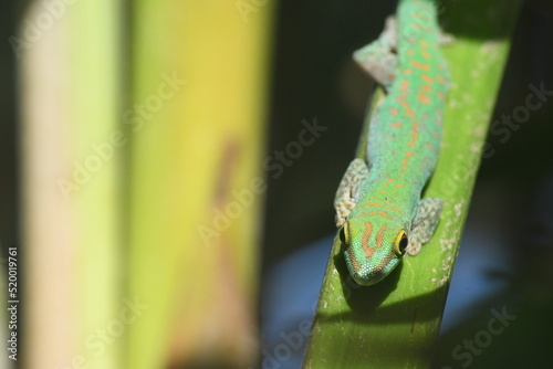 Gecko vert seychelles