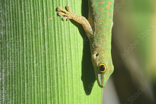 Gecko vert des seychelles