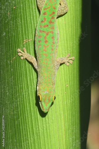 Gecko vert des seychelles