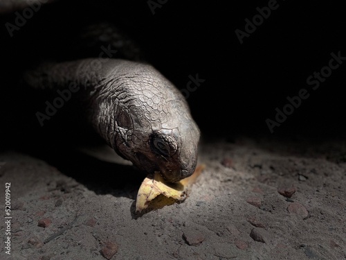 Tortue géante des seychelles
