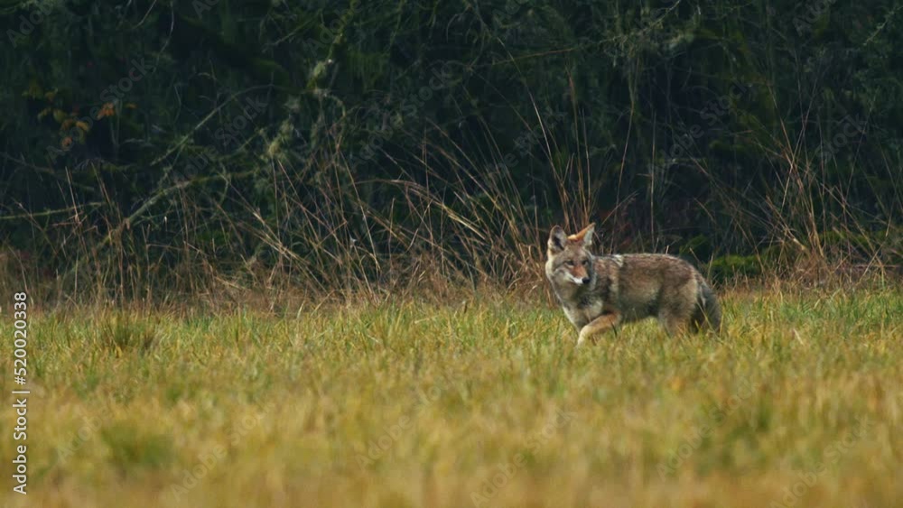 Coyote hunting in open field Coyote hunting in open field