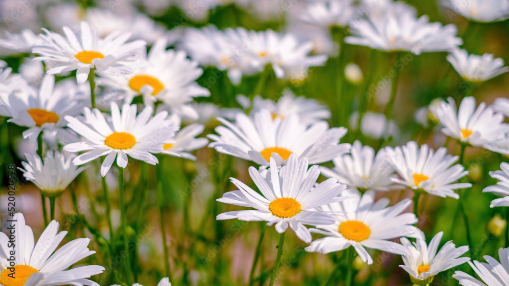 Lots of daisies. Floral background. White, yellow and green colors
