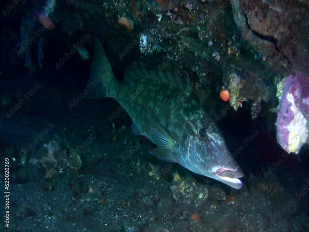 Smalltooth emperor (Lethrinus microdon), close up Smalltooth emperor (Lethrinus microdon), close up