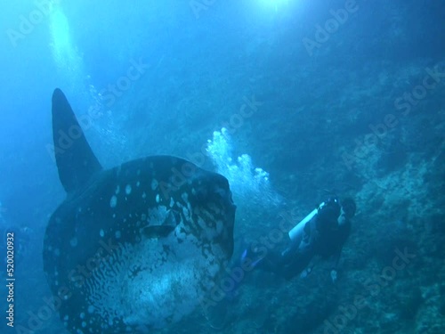 Oceanic sunfish (Mola mola) swimming with diver