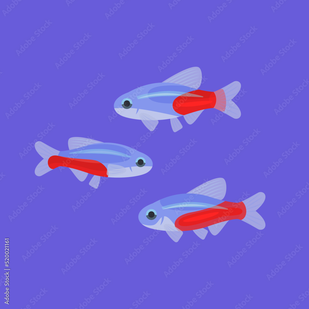 Neon tetra aquarium fish isolated on blue background