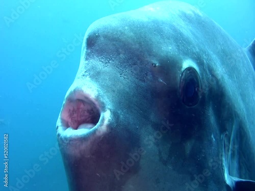 Oceanic sunfish (mola-mola) close up on eye and mouth