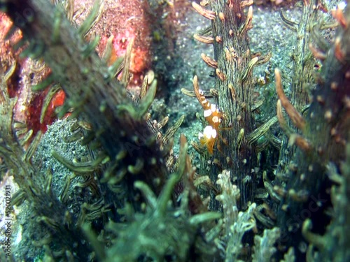 Squat anemone shrimp (Thor amboinensis) on Actinostephanus haeckeli photo
