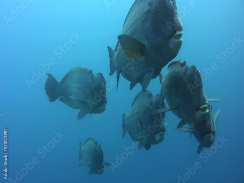 Humphead or Bumphead parrotfish (Bolbometopon muricatum) in group photo