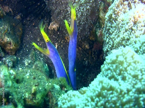 2 blue ribbon eel (Rhinomuraena quaesita) sharing the same hole photo