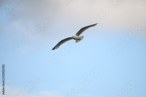 Beautiful seagull flying high on beautiful blue sky with cloud.