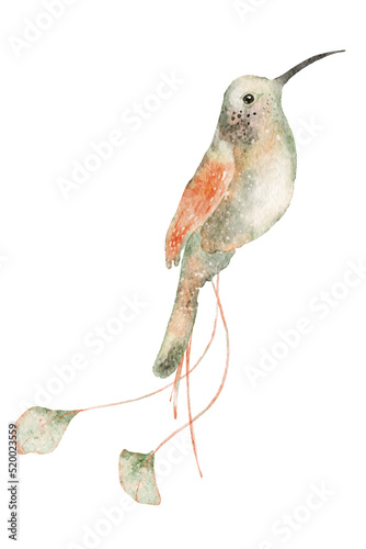 Watercolor hummingbird hand drawn illustration