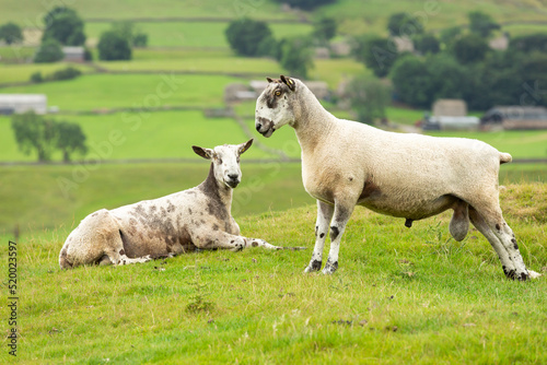 Selective focus of a standing Bluefaced Leicester Ram, male sheep, facing left in summer meadow.  Another ram in the background laying down is looking on.   Horizontal.  Copy Space. photo