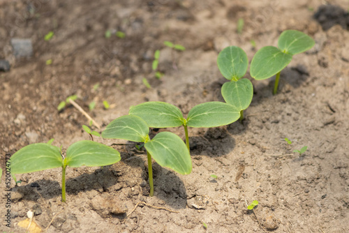 Young sprouts with cucumber leaves on the ground. Young sprout new cucumber plant at soil. 