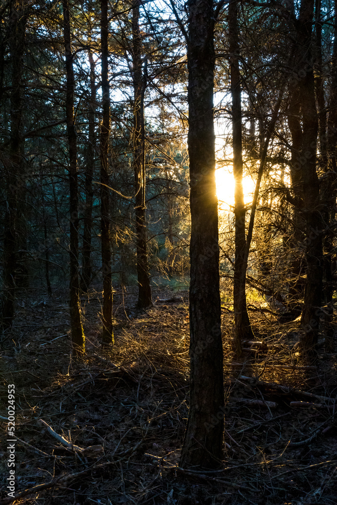 Rayon de soleil matinal à travers la forêt au sommet du Mont Caroux dans le Parc naturel régional du Haut-Languedoc
