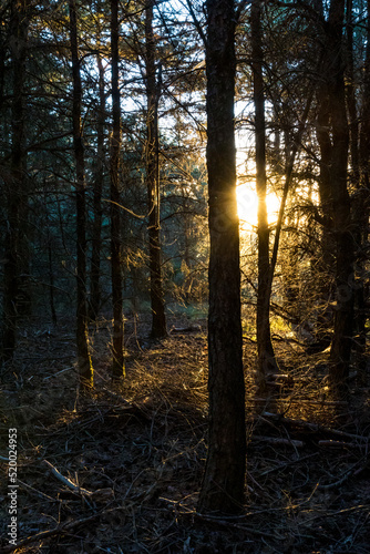 Rayon de soleil matinal à travers la forêt au sommet du Mont Caroux dans le Parc naturel régional du Haut-Languedoc