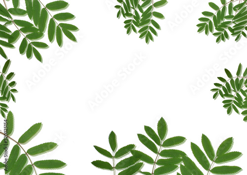 Wallpaper Mural rowan leaves on a white background. Torontodigital.ca